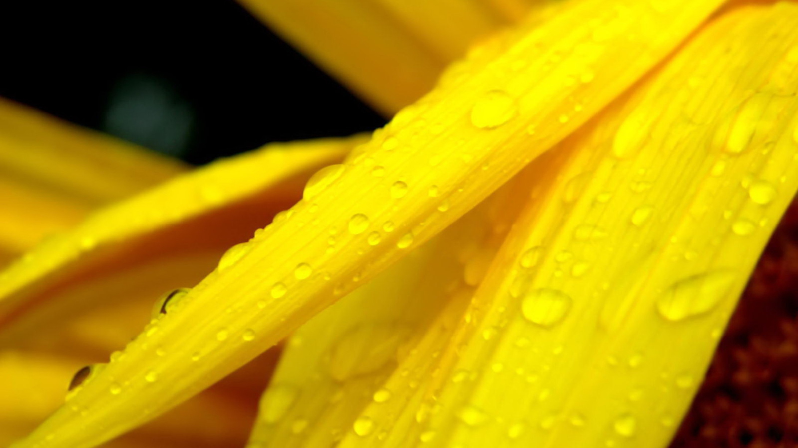 Screenshot №1 pro téma Yellow Flower With Drops 1600x900