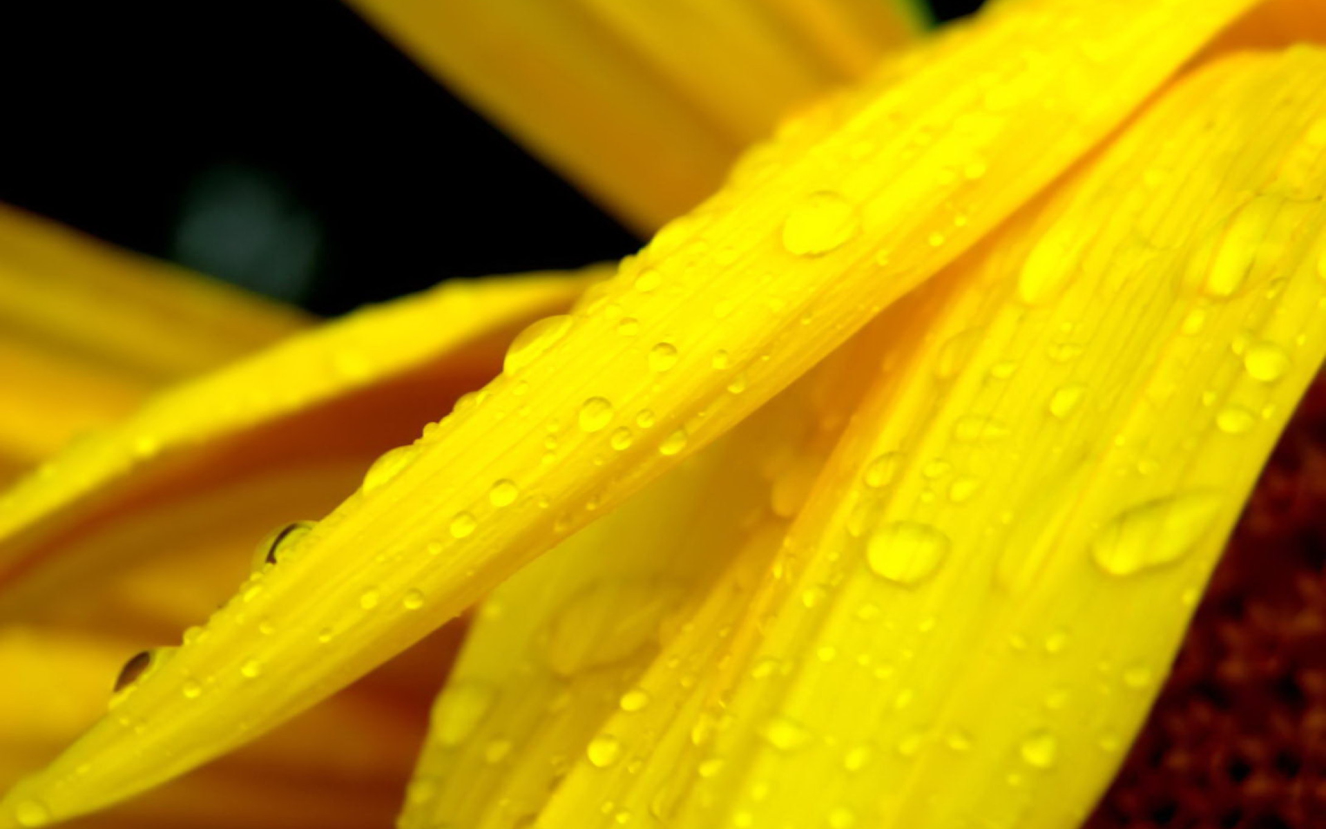 Yellow Flower With Drops screenshot #1 1920x1200