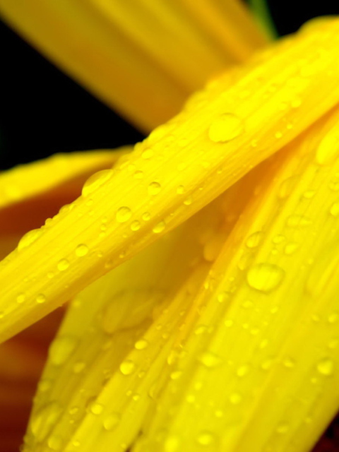 Screenshot №1 pro téma Yellow Flower With Drops 480x640