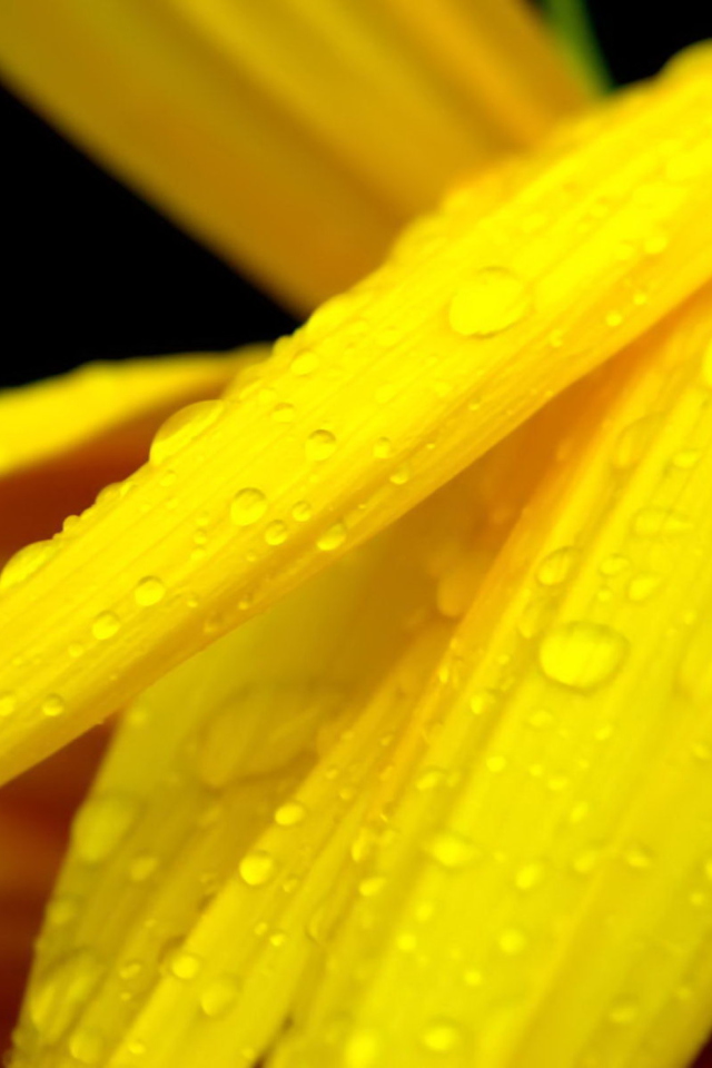 Sfondi Yellow Flower With Drops 640x960