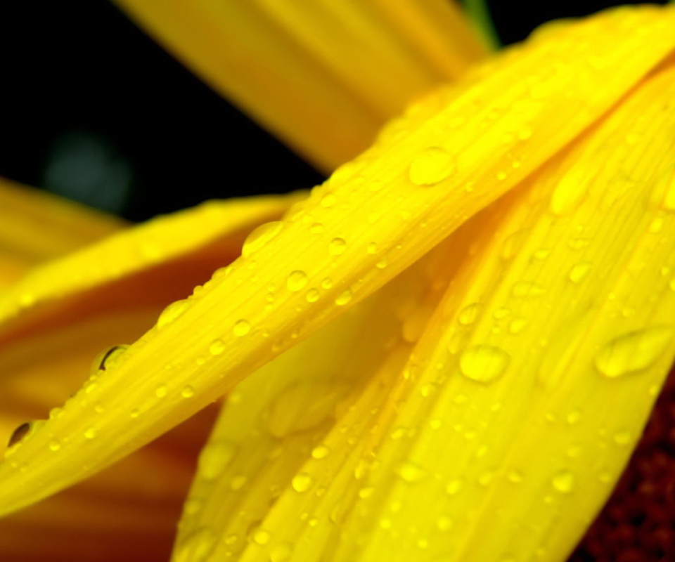 Обои Yellow Flower With Drops 960x800