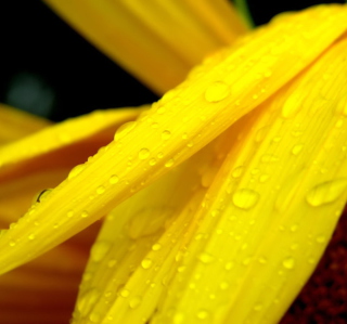 Kostenloses Yellow Flower With Drops Wallpaper für iPad 2