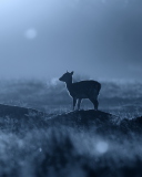 Baby Deer screenshot #1 128x160
