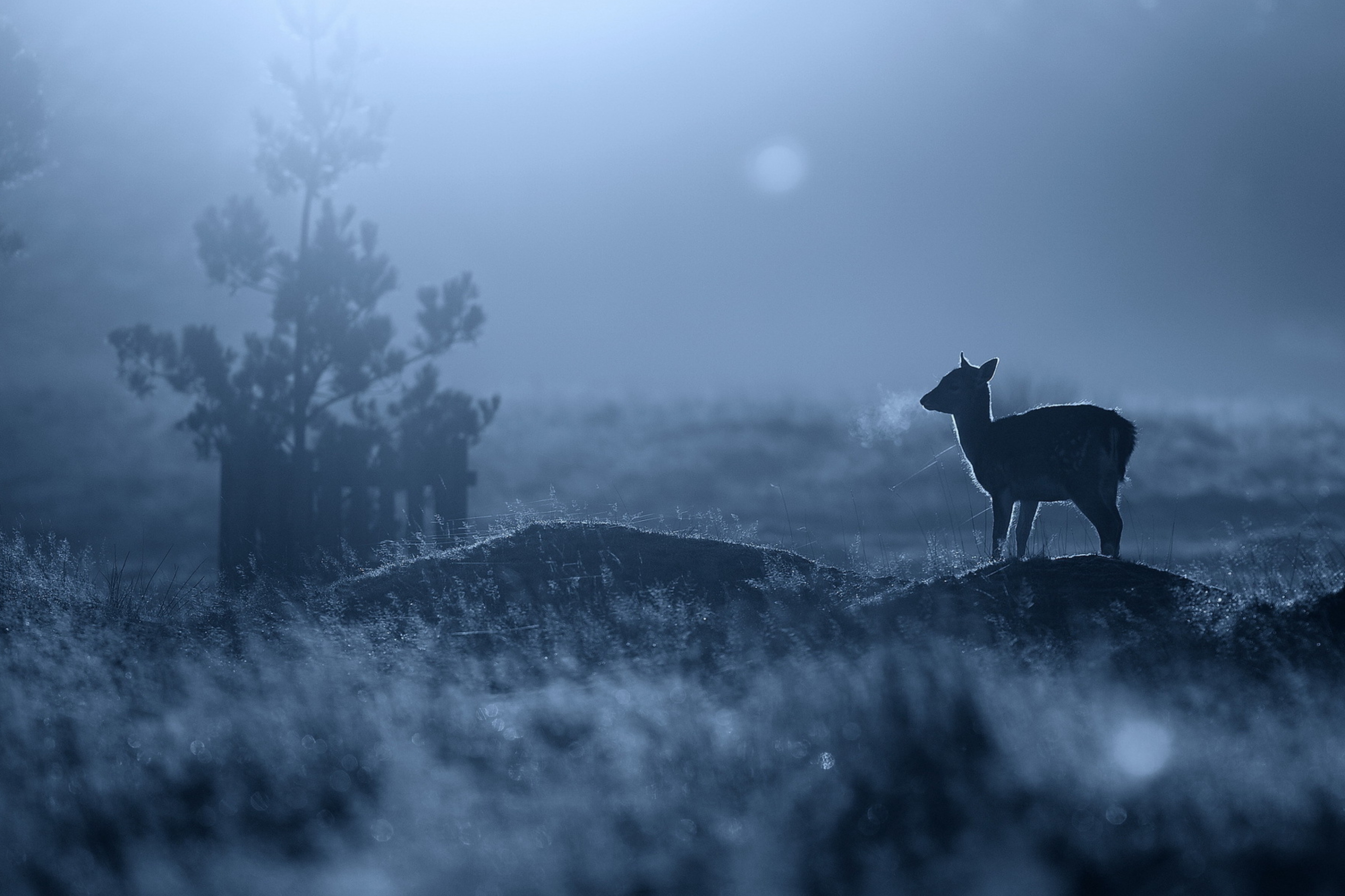 Screenshot №1 pro téma Baby Deer 2880x1920