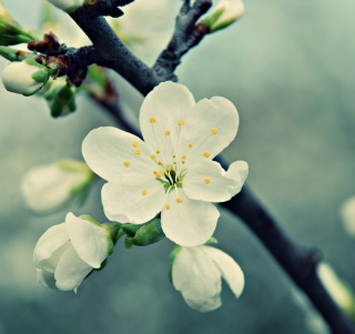 Spring Flowers - Obrázkek zdarma pro iPad mini 2