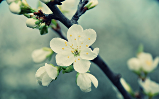 Spring Flowers - Obrázkek zdarma pro Samsung Galaxy Tab 3 10.1