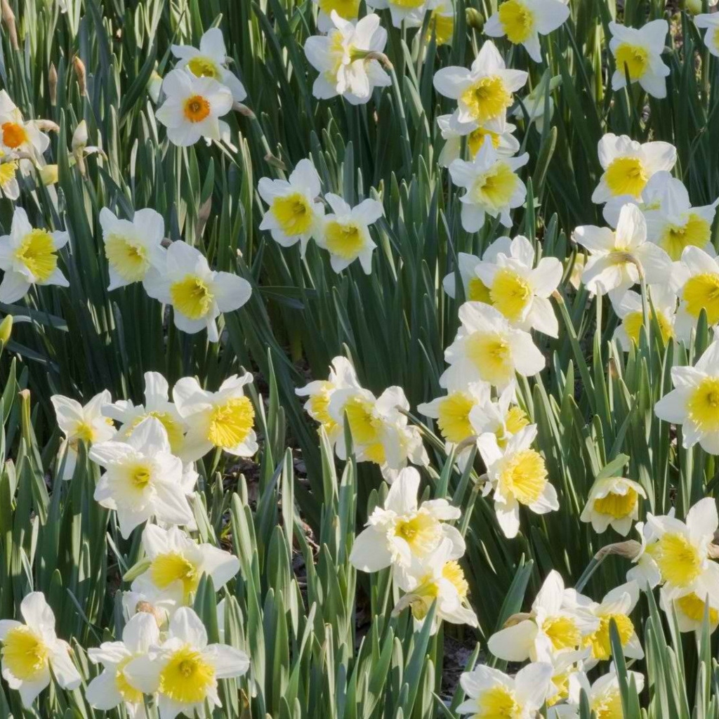 Fondo de pantalla Daffodils 1024x1024