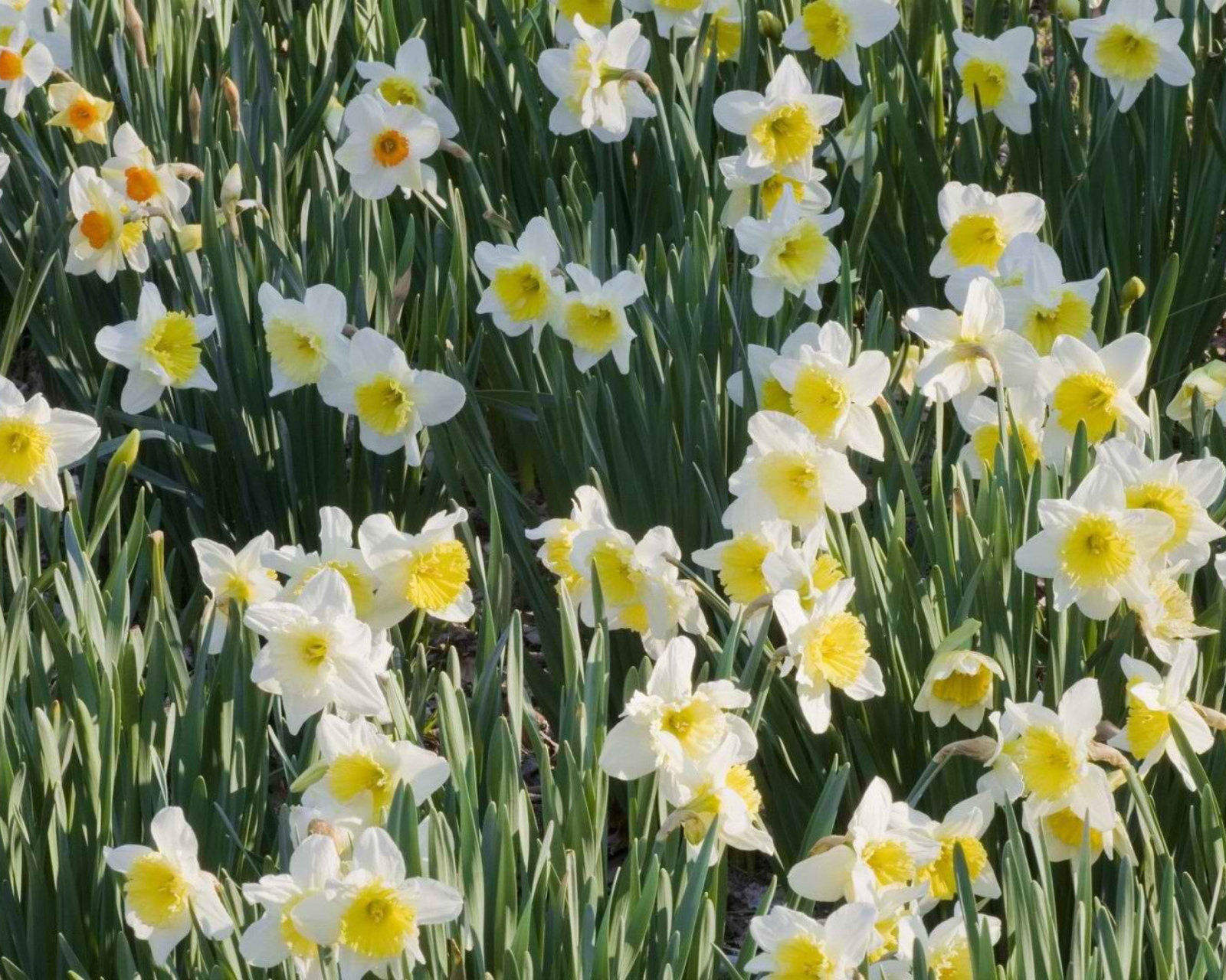 Daffodils wallpaper 1600x1280