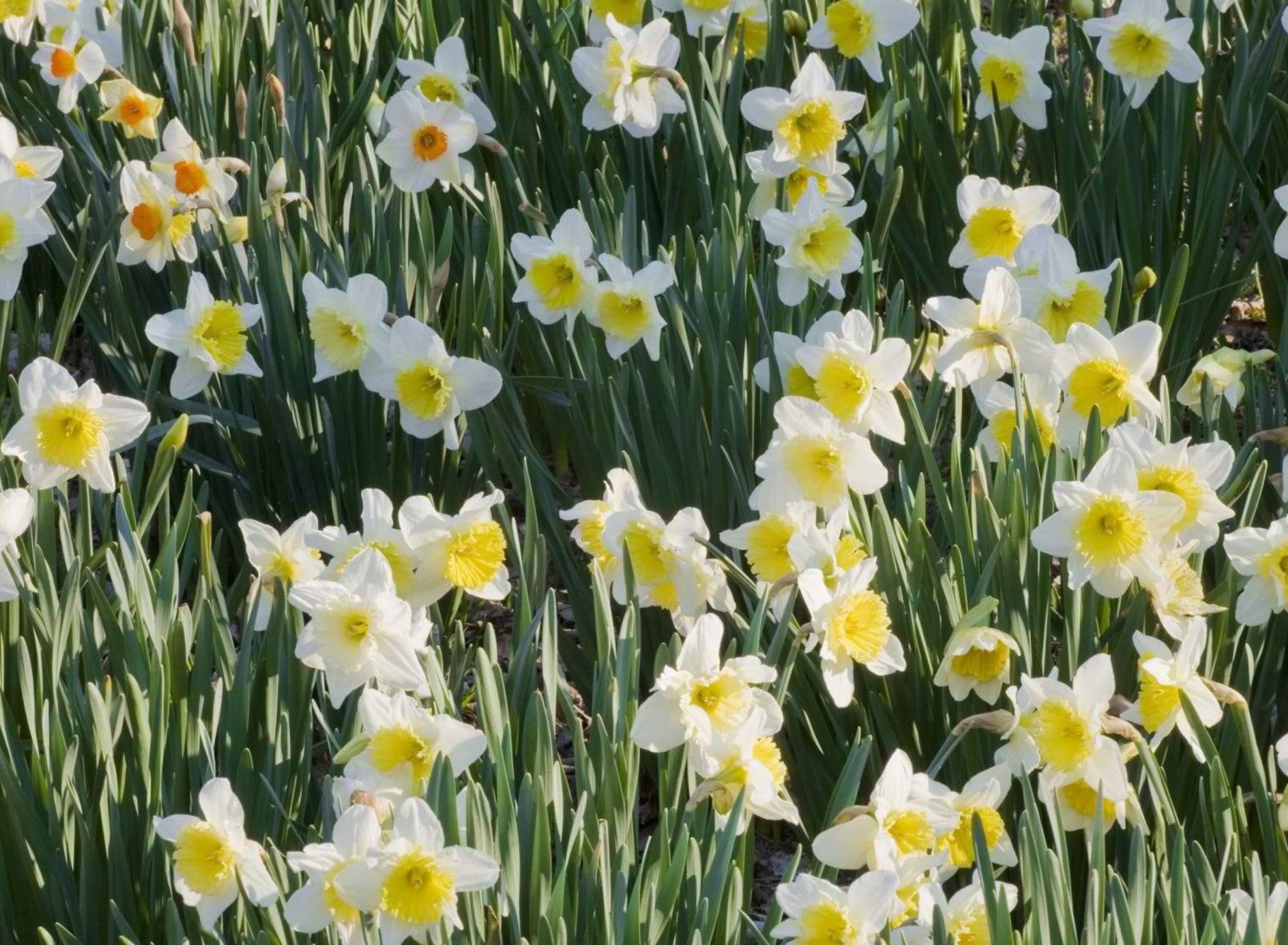 Fondo de pantalla Daffodils 1920x1408