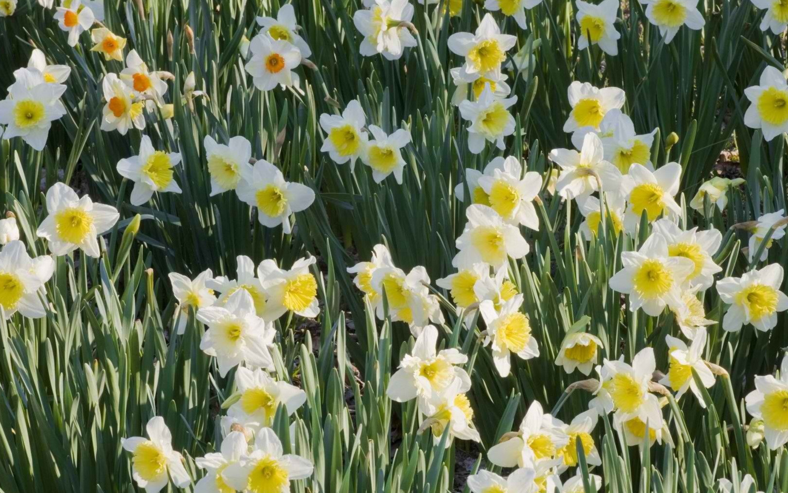 Daffodils wallpaper 2560x1600