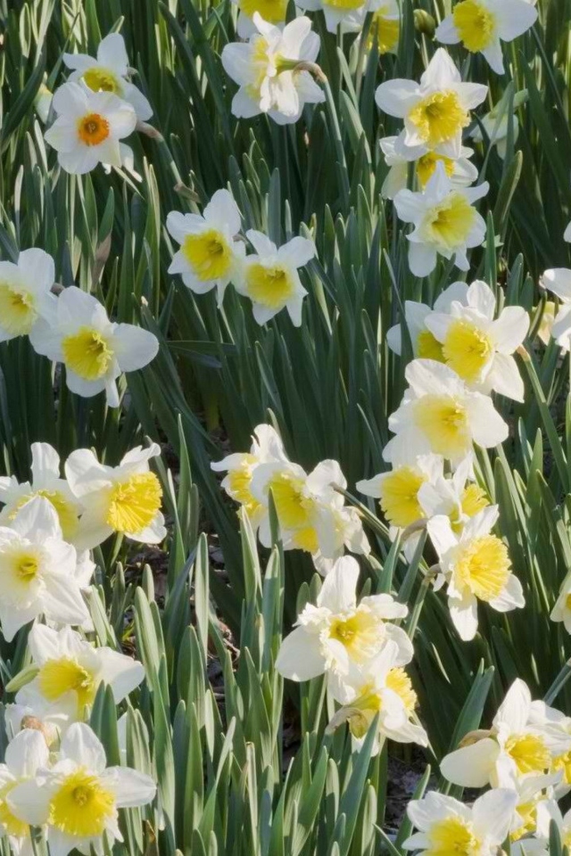 Screenshot №1 pro téma Daffodils 640x960