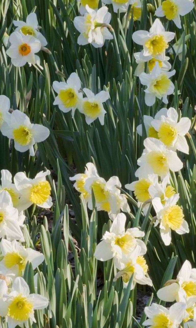 Daffodils wallpaper 768x1280