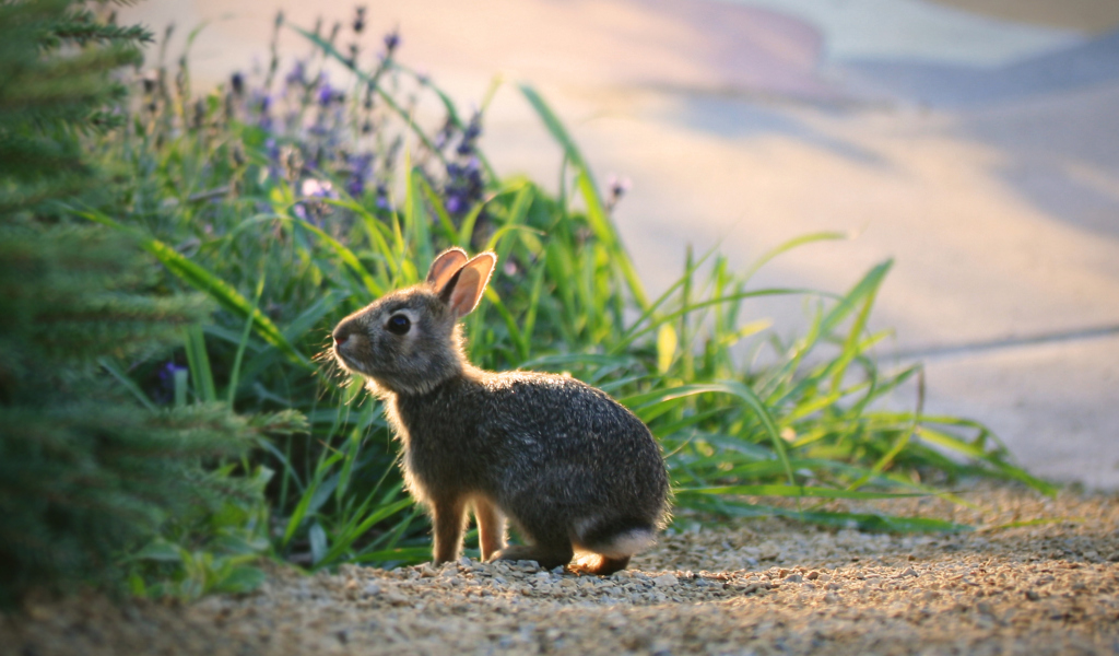 Screenshot №1 pro téma Little Grey Bunny 1024x600