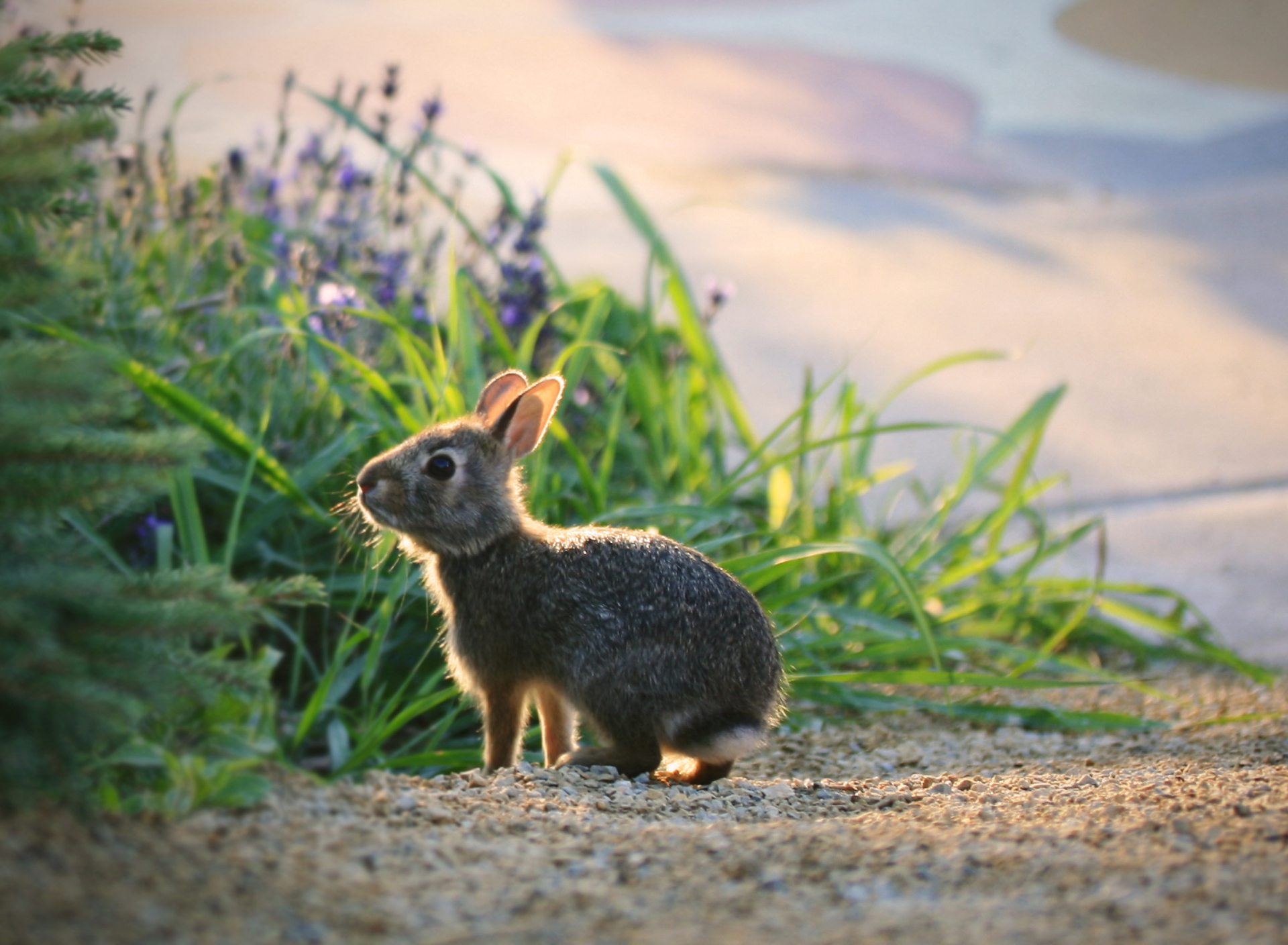 Sfondi Little Grey Bunny 1920x1408