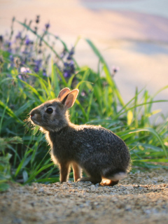 Little Grey Bunny screenshot #1 240x320