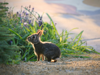 Das Little Grey Bunny Wallpaper 320x240