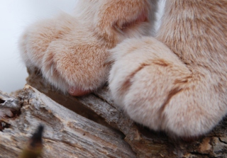 Furry Paws - Obrázkek zdarma 