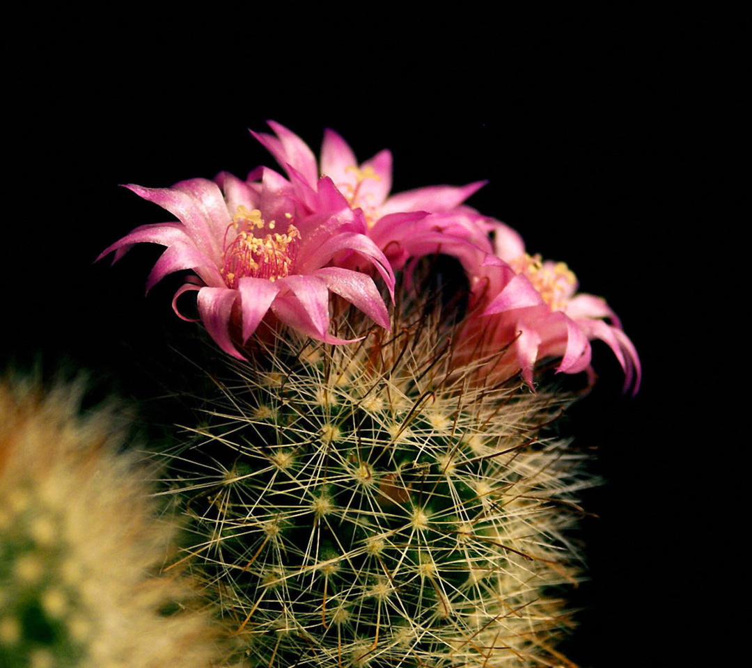 Fondo de pantalla Flowering Cactus 1080x960