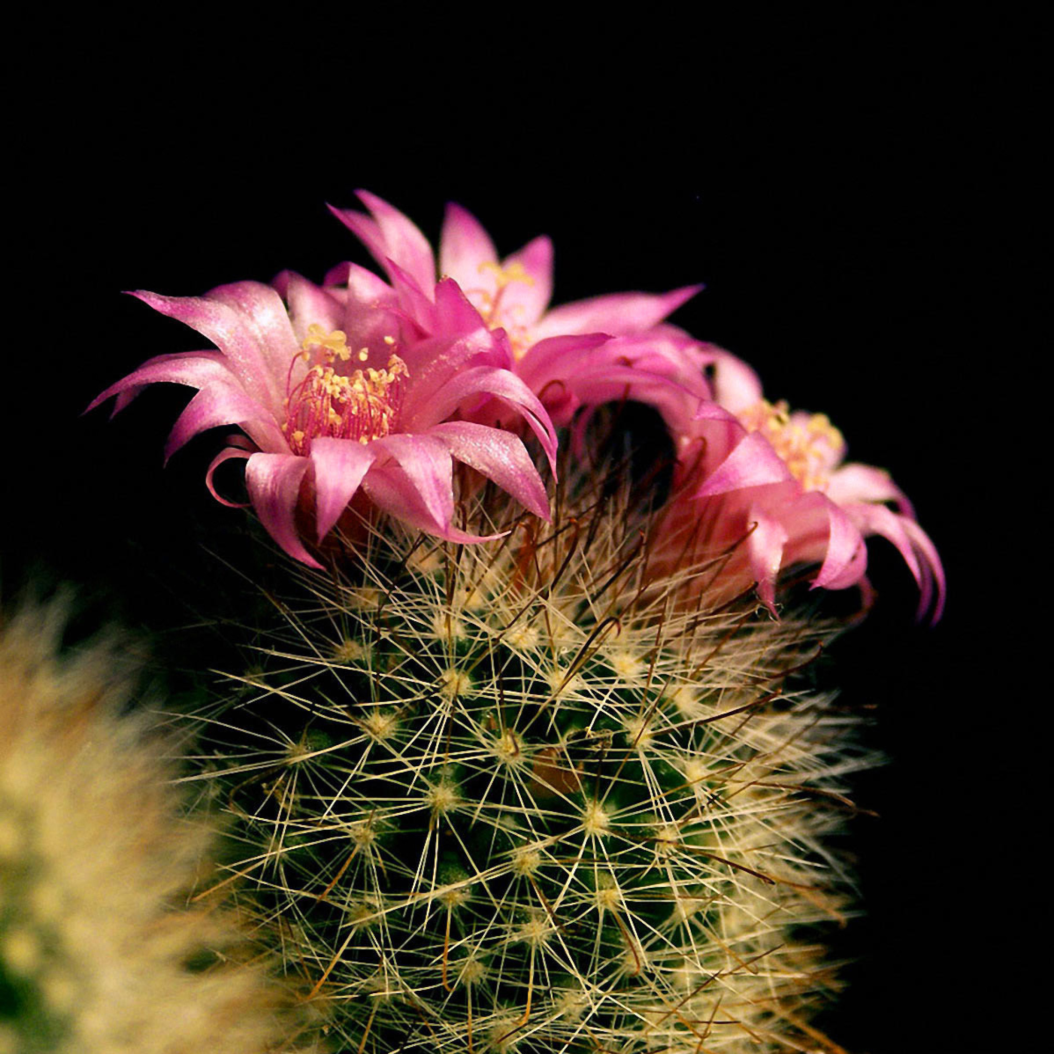 Screenshot №1 pro téma Flowering Cactus 2048x2048