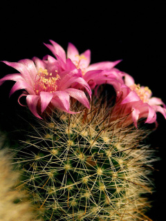 Flowering Cactus screenshot #1 240x320