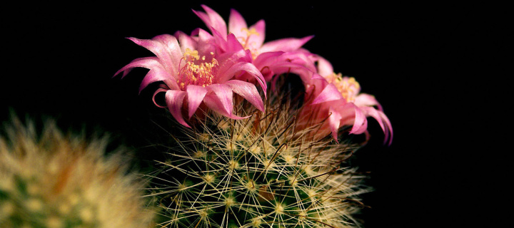 Das Flowering Cactus Wallpaper 720x320