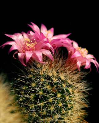 Flowering Cactus - Obrázkek zdarma pro 320x480