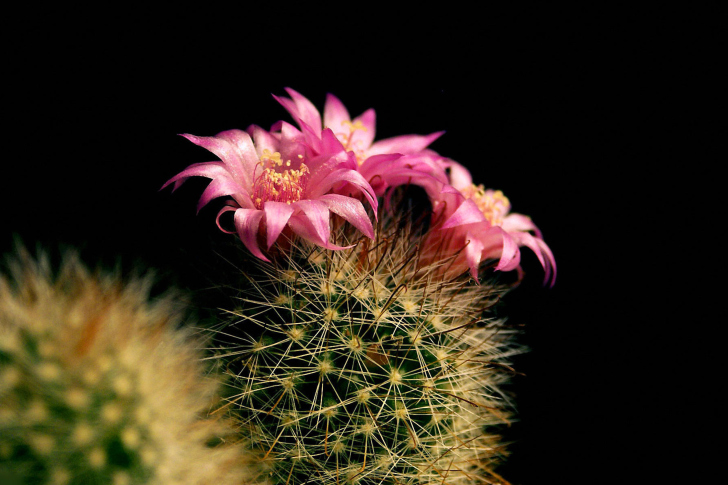 Fondo de pantalla Flowering Cactus