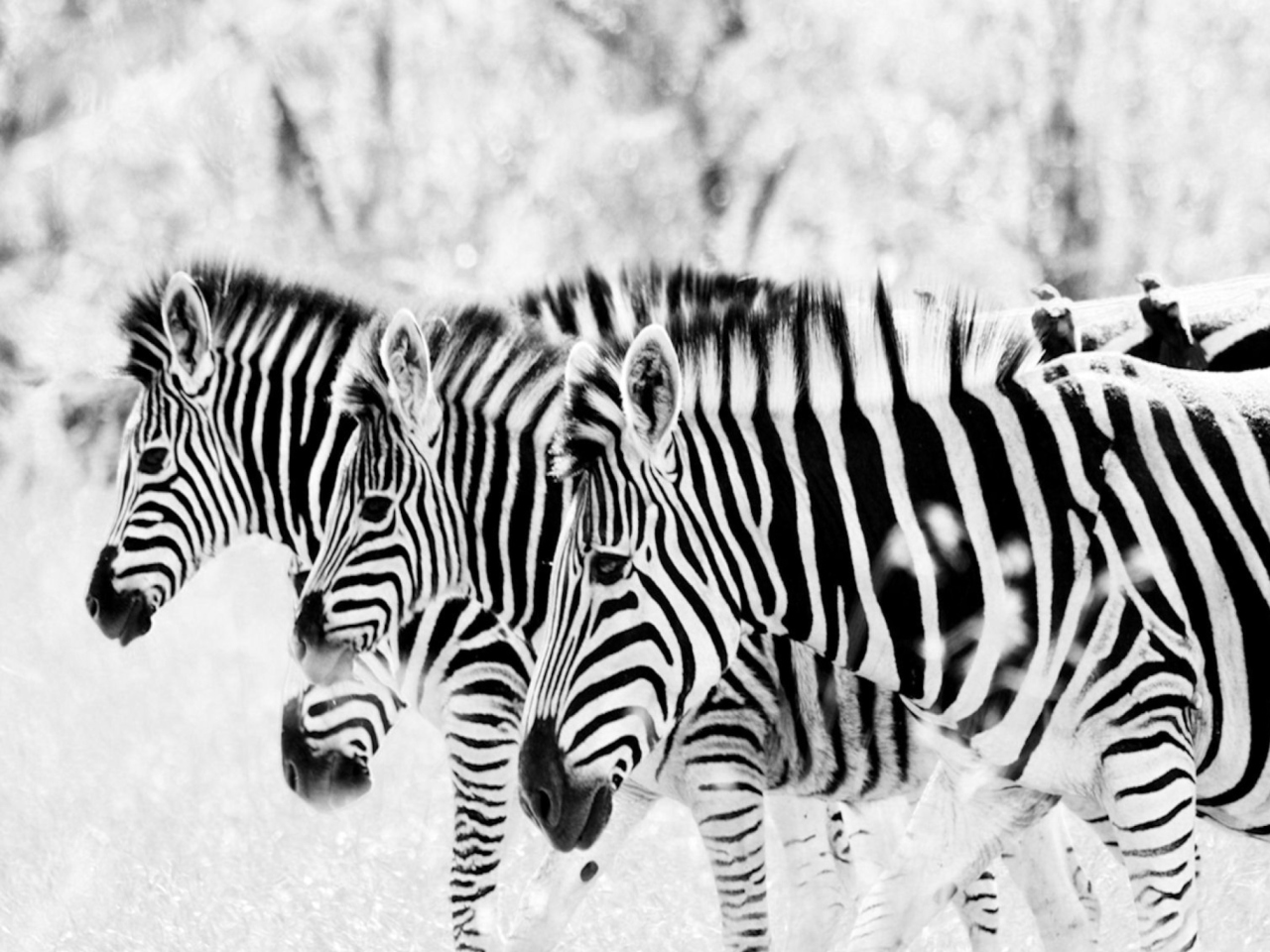 Fondo de pantalla Zebras 1280x960