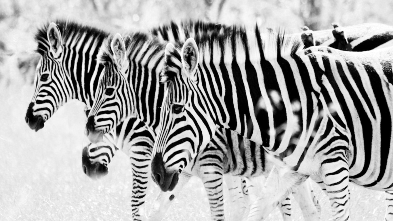 Zebras wallpaper 1366x768