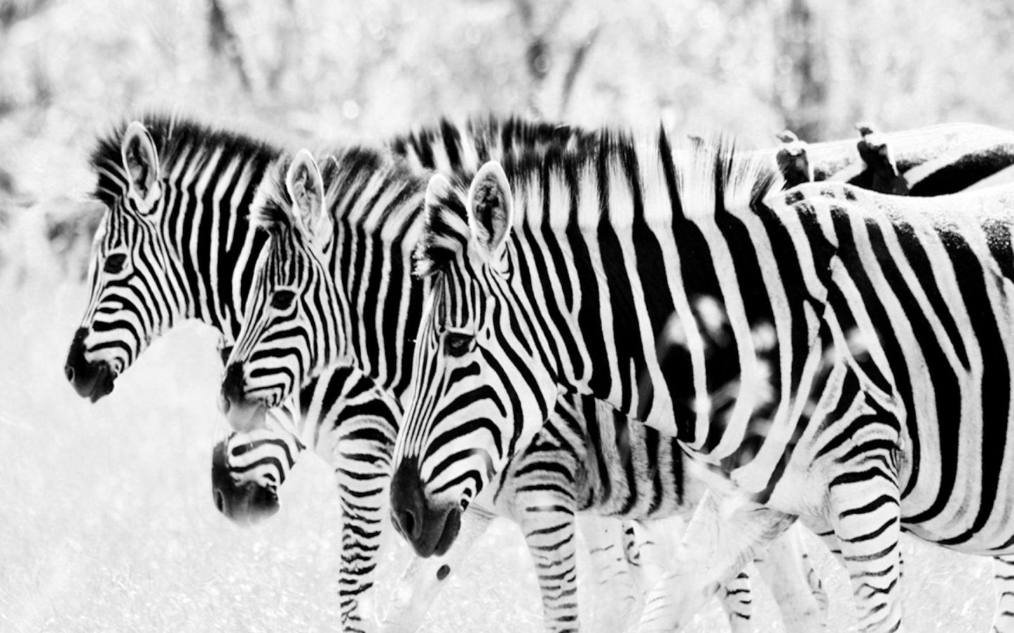 Screenshot №1 pro téma Zebras 1440x900