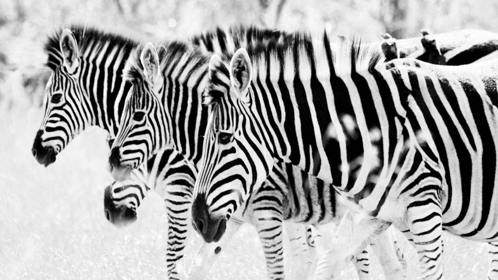 Fondo de pantalla Zebras 1920x1080