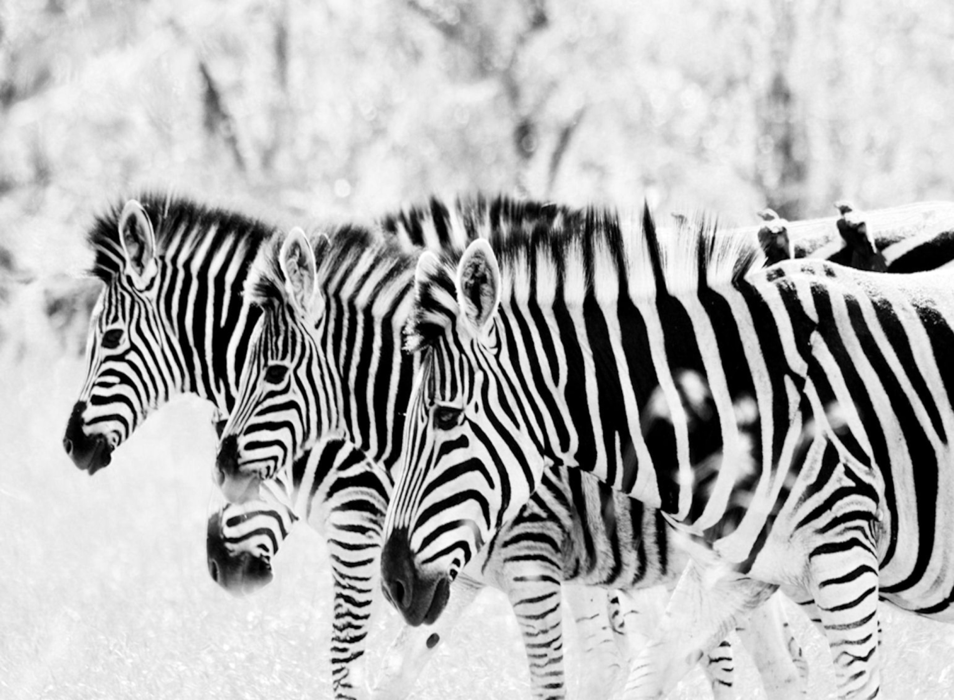 Fondo de pantalla Zebras 1920x1408