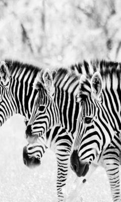 Fondo de pantalla Zebras 240x400
