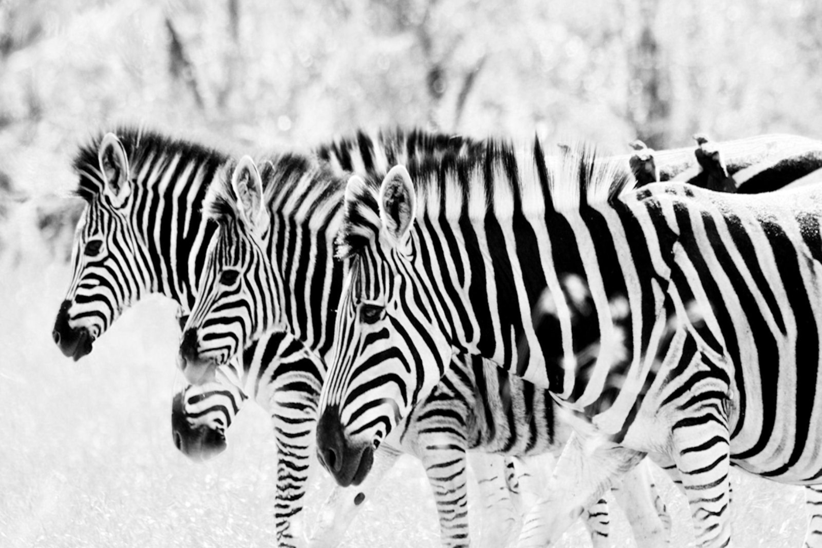 Zebras wallpaper 2880x1920