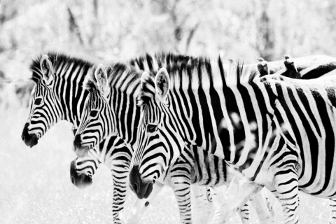 Fondo de pantalla Zebras 480x320