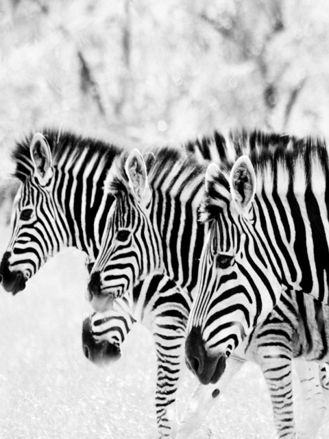 Обои Zebras 480x640