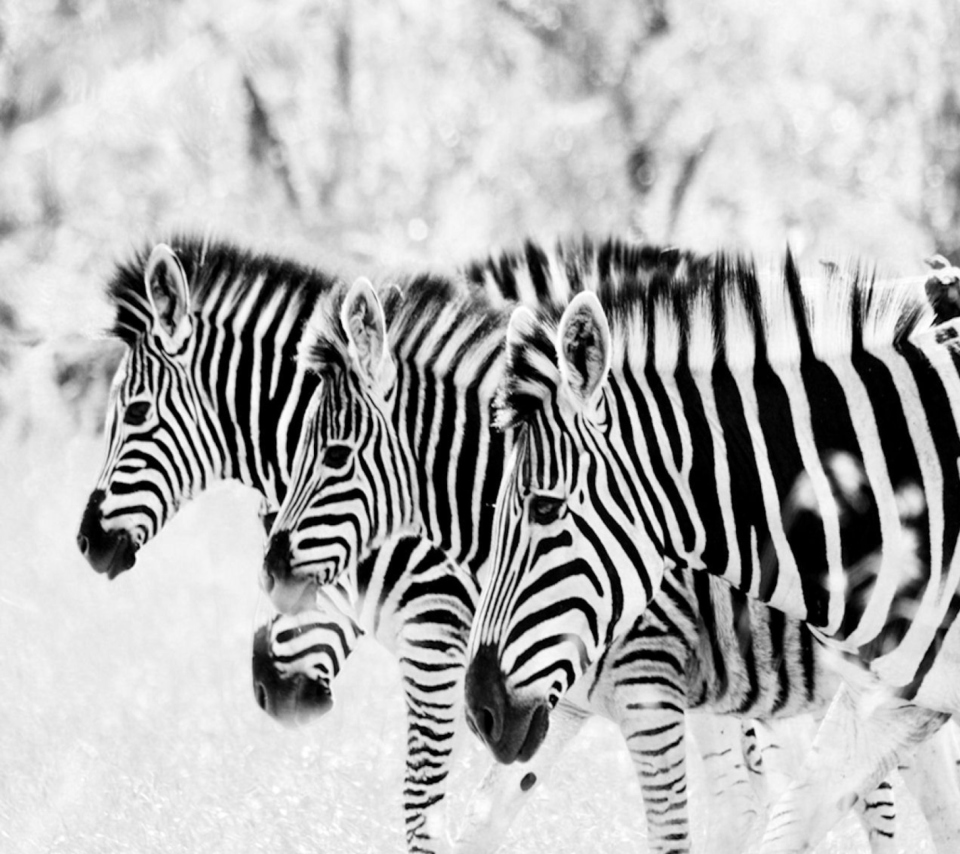 Fondo de pantalla Zebras 960x854