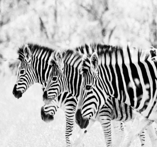 Zebras - Obrázkek zdarma pro 208x208