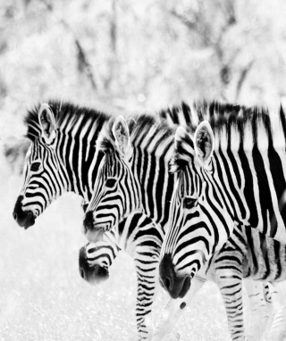 Zebras - Obrázkek zdarma pro 176x220