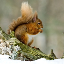Обои Squirrel With Nuts 208x208