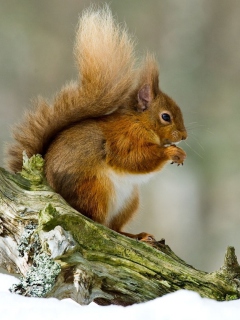 Squirrel With Nuts wallpaper 240x320
