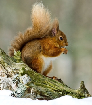 Squirrel With Nuts - Obrázkek zdarma pro iPhone 5C