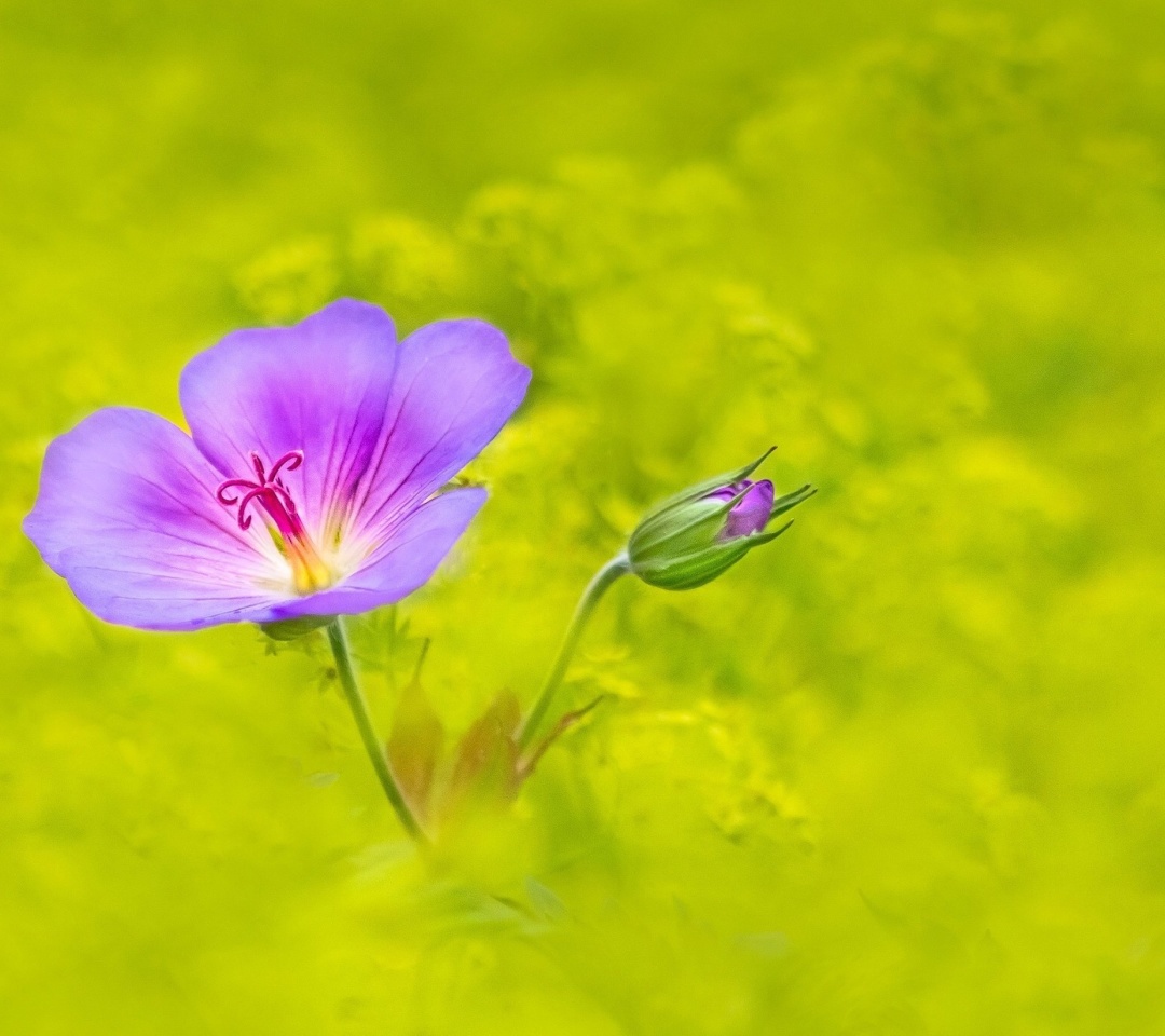 Fondo de pantalla Single wildflower 1080x960