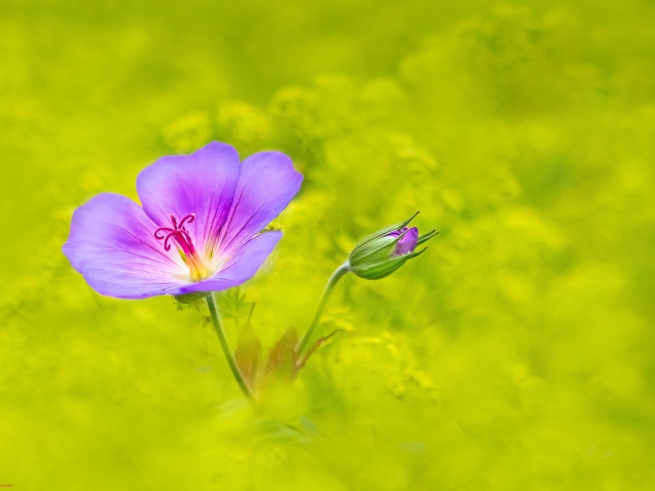 Single wildflower wallpaper 1280x960