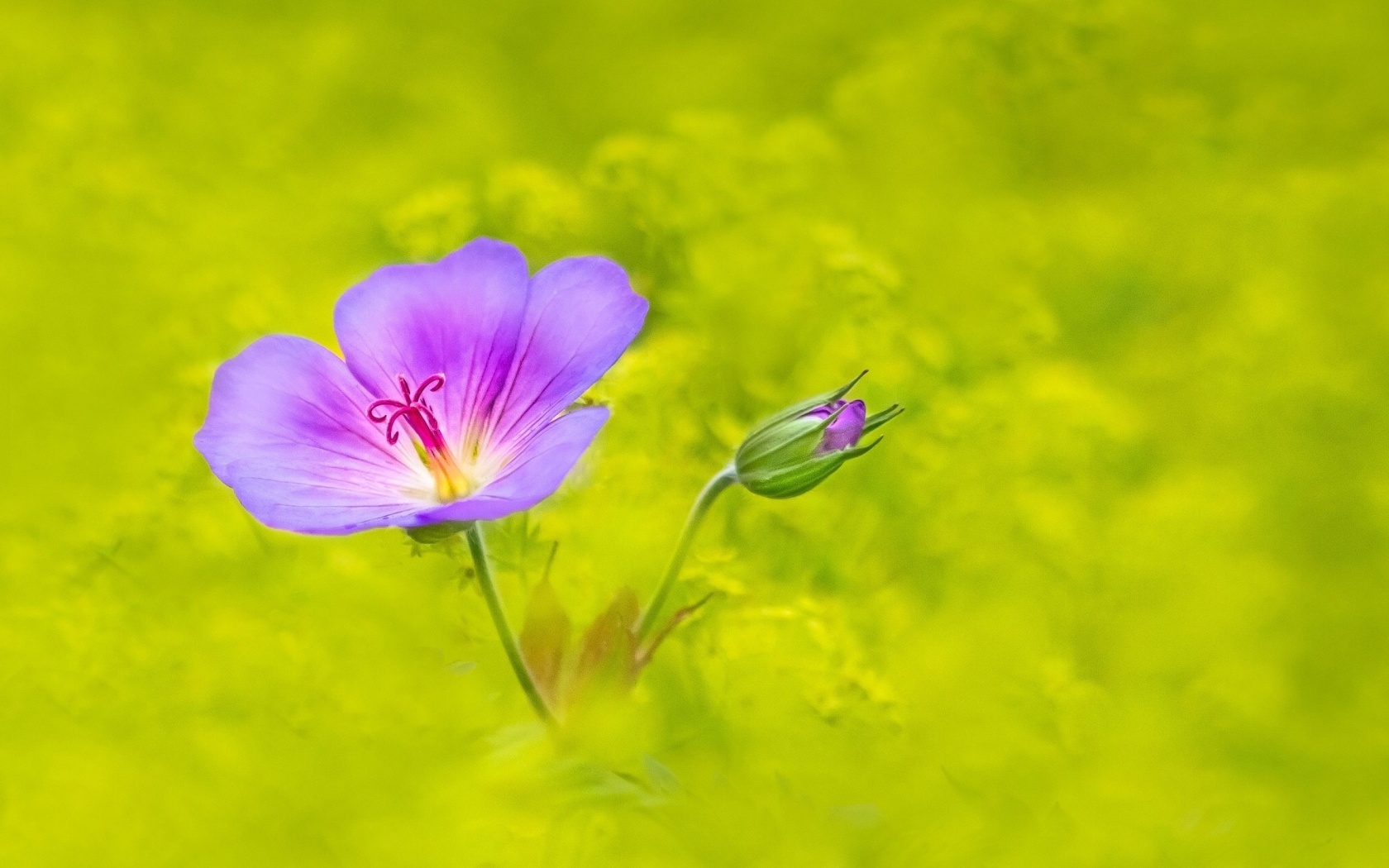 Single wildflower wallpaper 1680x1050