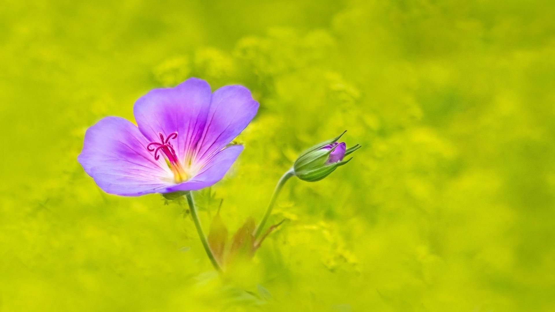 Single wildflower wallpaper 1920x1080