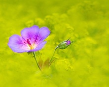 Single wildflower wallpaper 220x176