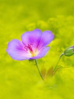 Single wildflower wallpaper 240x320