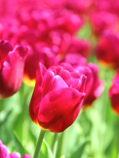 Tulips Macro HDR wallpaper 240x320