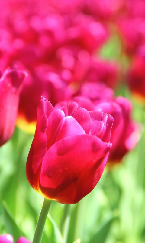 Fondo de pantalla Tulips Macro HDR 480x800